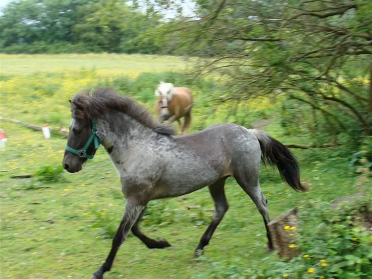 Islænder Sólon R.I.P <3 - Her viser Sólon sin smukke gangart:) billede 11
