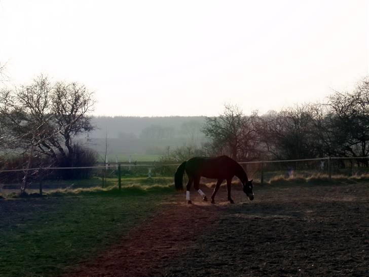 DSP Ibrahim billede 6