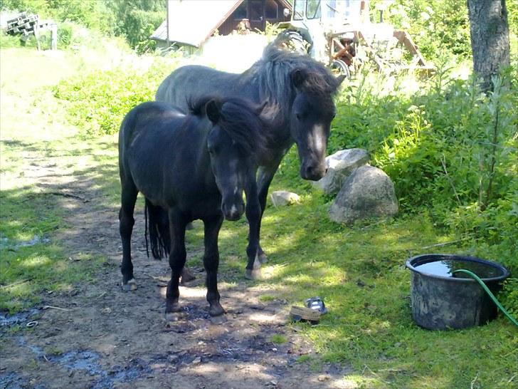 Islænder Sólon R.I.P <3 - Tvillingerne :D billede 12