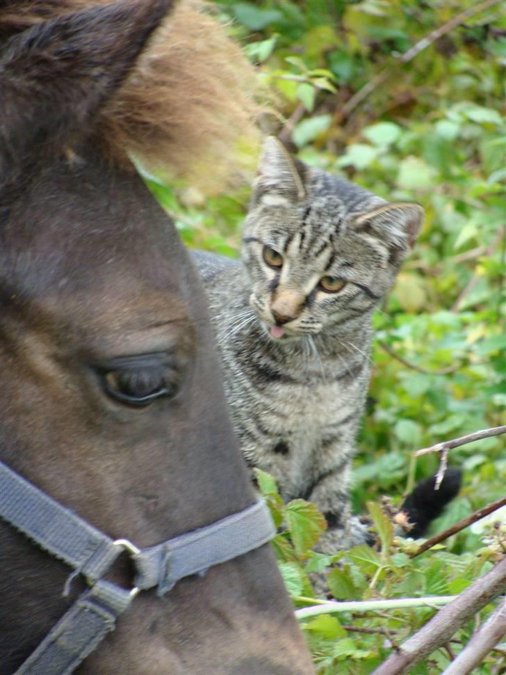 Islænder Sólon R.I.P <3 - Mys fra Katten:* billede 13