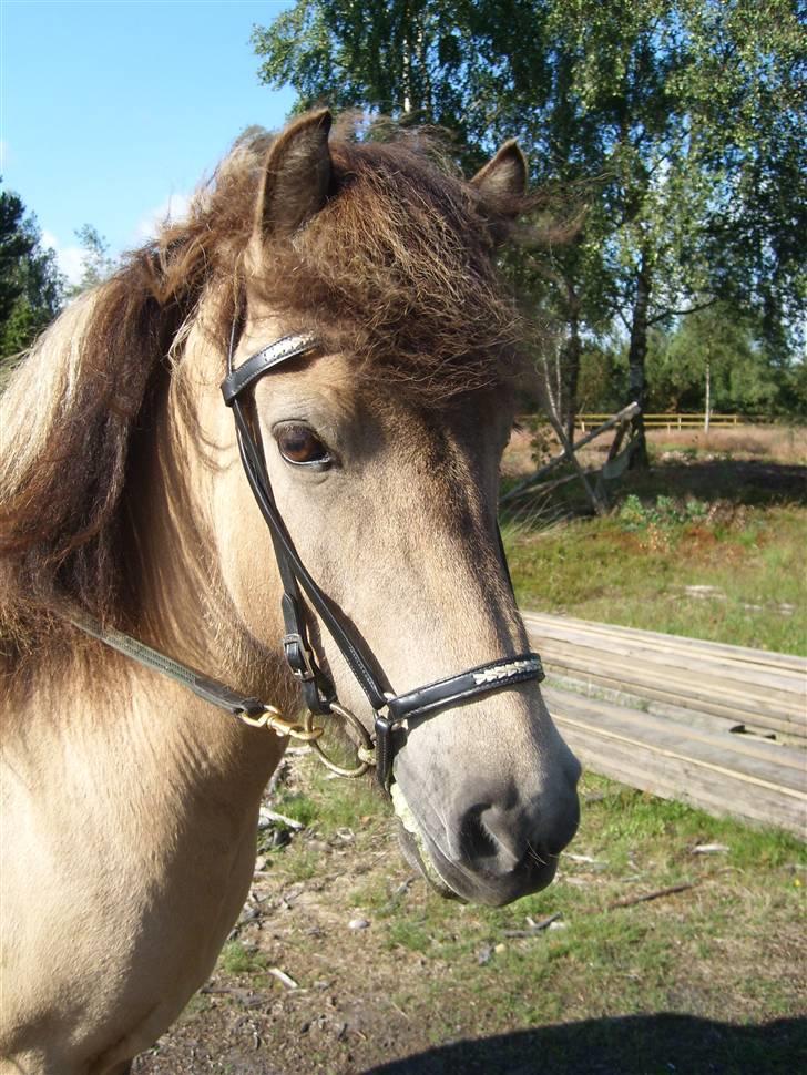 Islænder sóley fra Dalgård billede 5