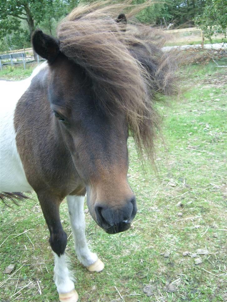 Shetlænder snøvsi  billede 11