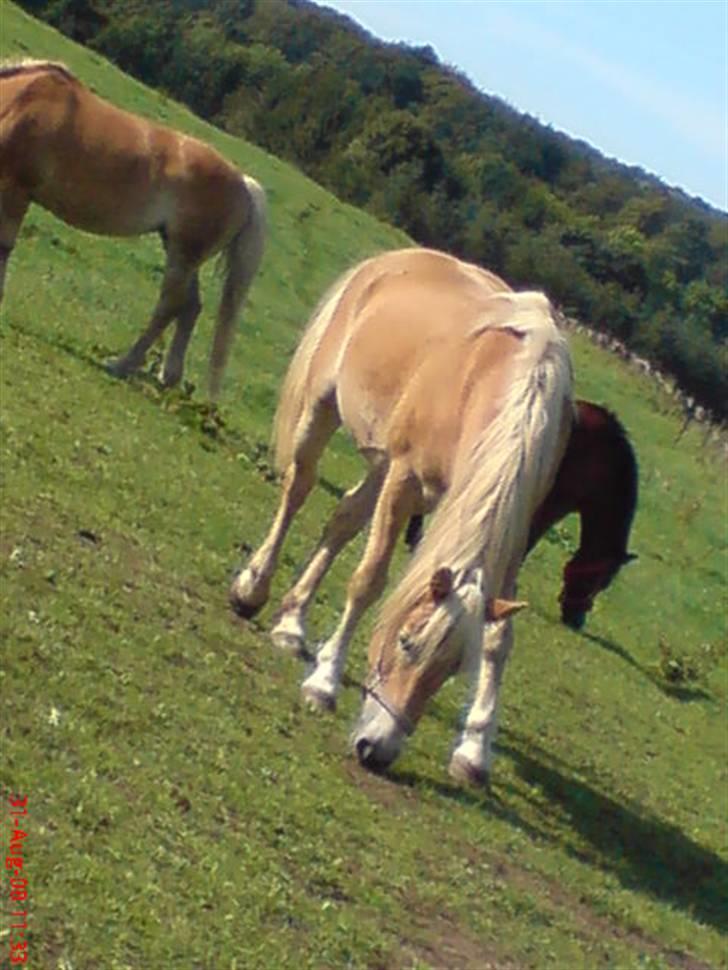 Tyroler Haflinger | Celesta - Solgt. billede 3