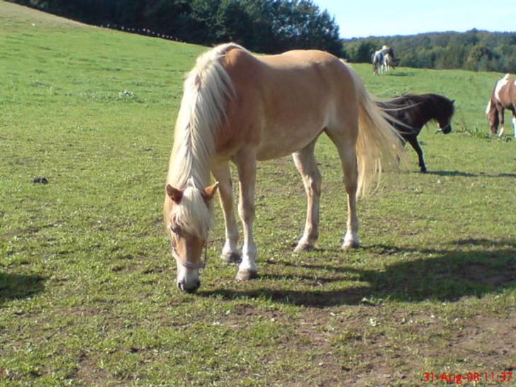 Tyroler Haflinger | Celesta - Solgt. billede 4