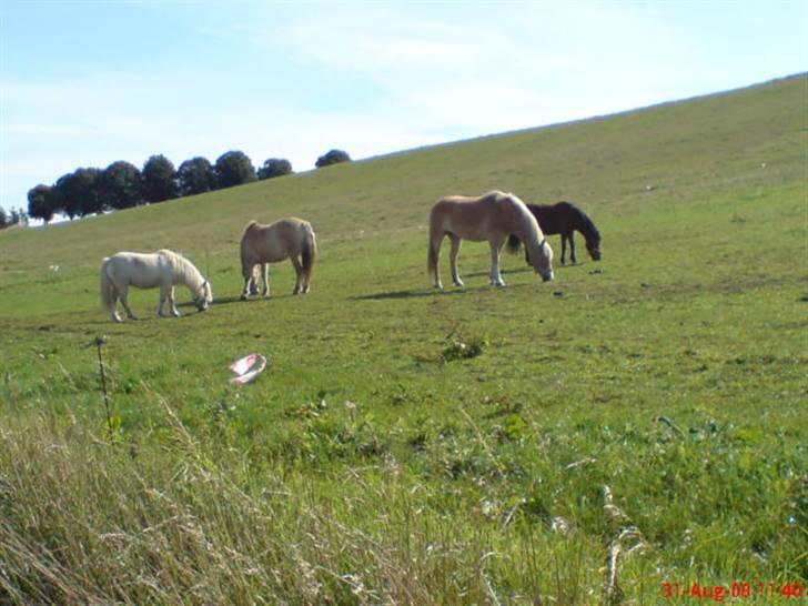 Tyroler Haflinger | Celesta - Solgt. billede 5