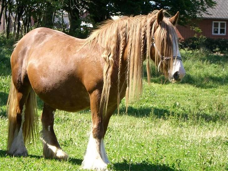 Irish Cob Miss Fire (solgt) - Juli 2007. billede 6
