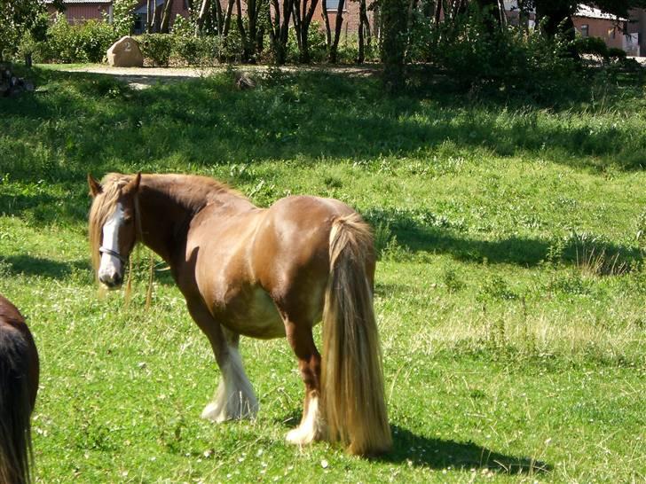 Irish Cob Miss Fire (solgt) - Juli 2007, med stor mave på. billede 7