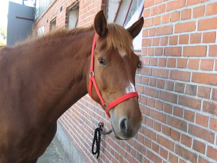 Oldenborg Malik - hun er bare så søde elsker hende  billede 11
