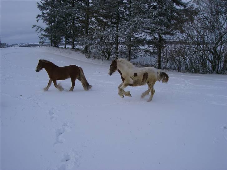 Irish Cob Miss Fire (solgt) - påske 2008 med barn. billede 10