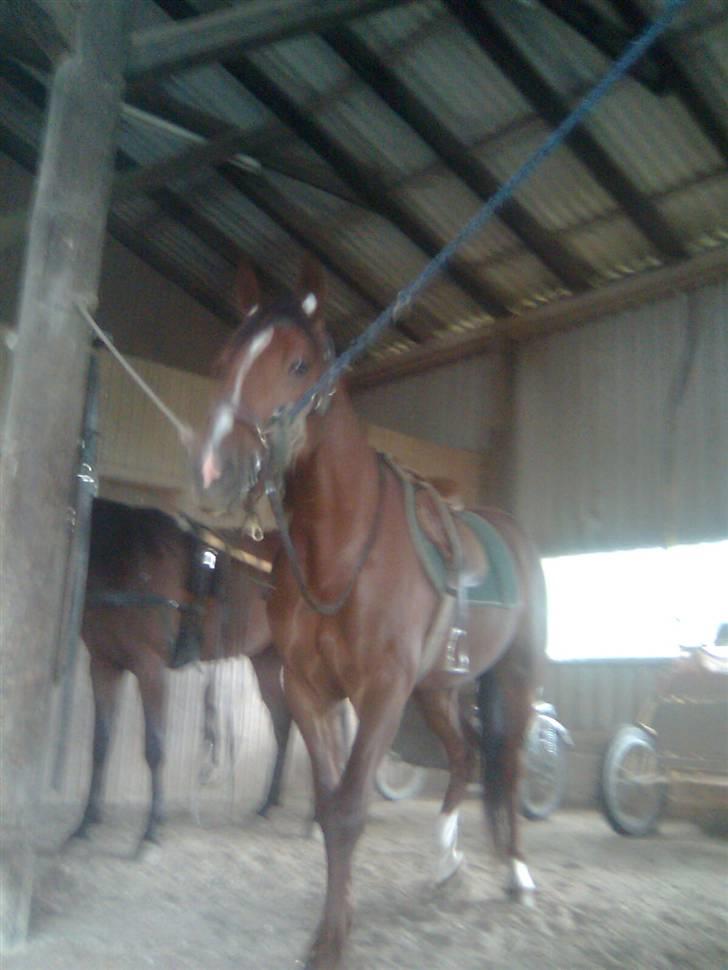 Traver Montana Sølvtop billede 5