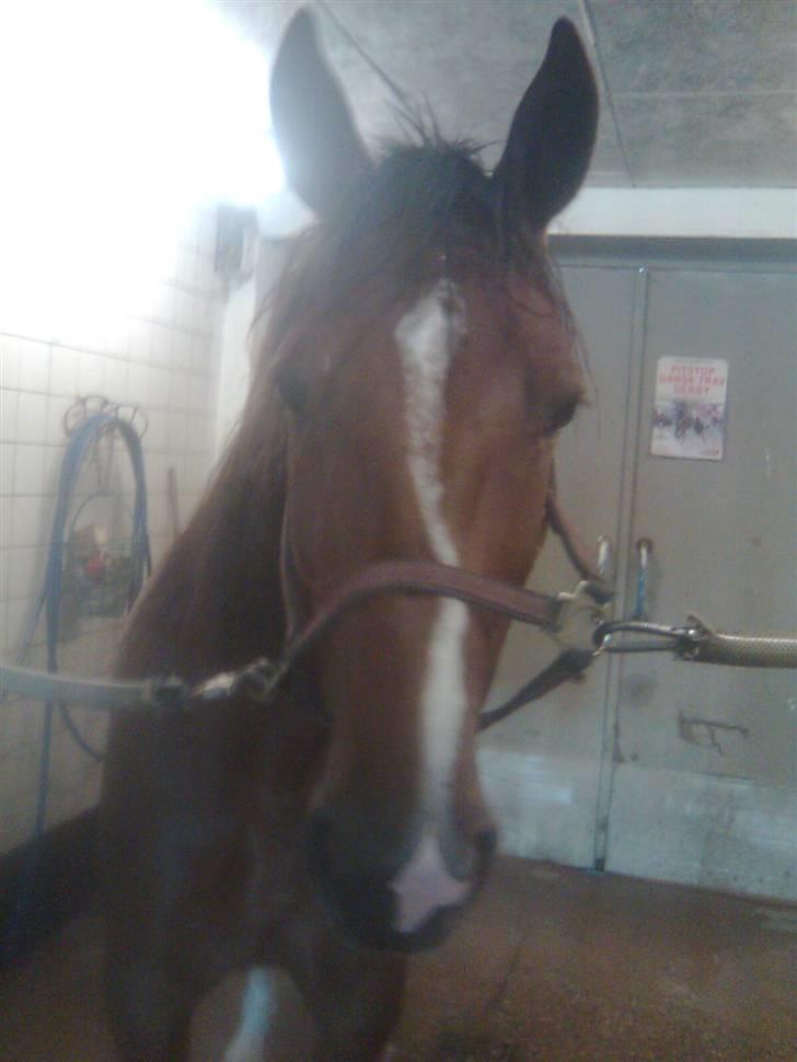 Traver Montana Sølvtop billede 6