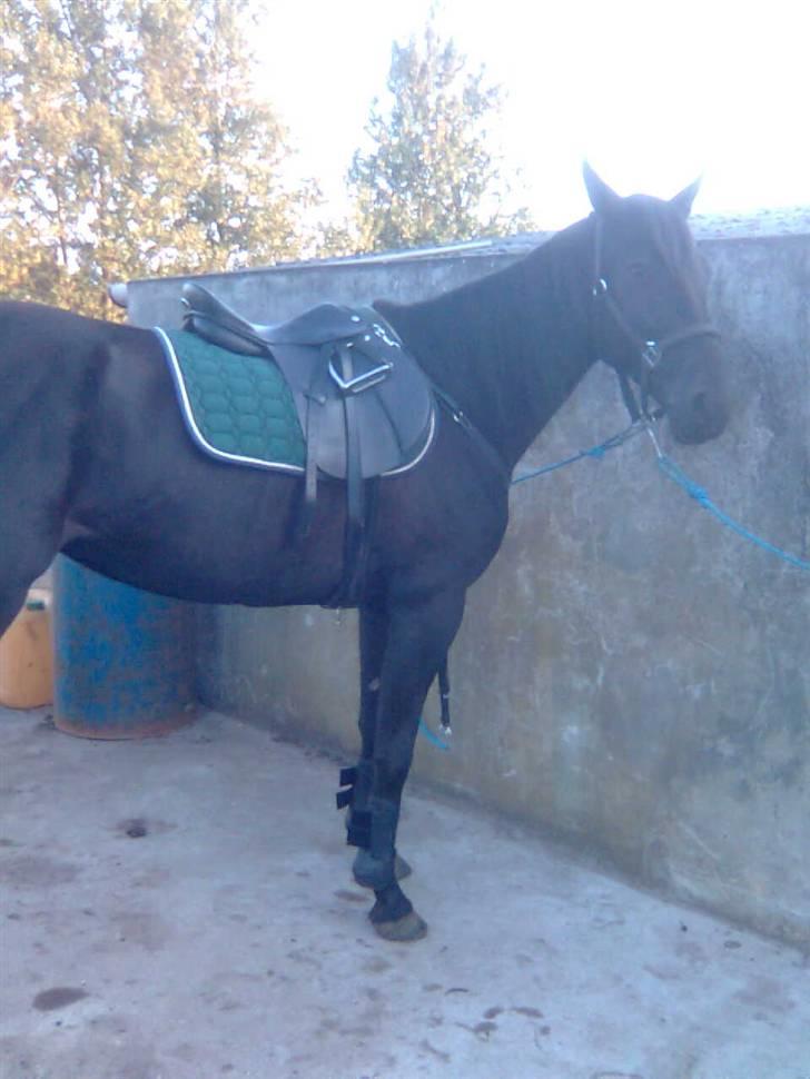 Traver In Ger Solgt - Lige ved at blive sadlet op til træning med mig billede 14