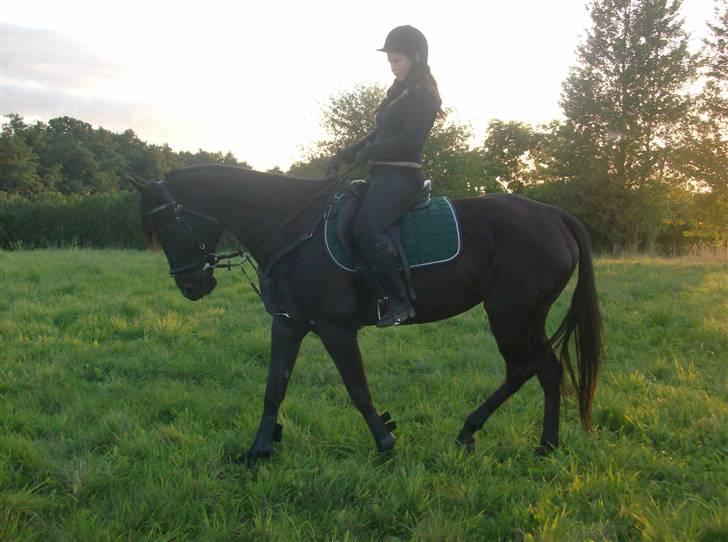 Traver In Ger Solgt - Træning billede 17