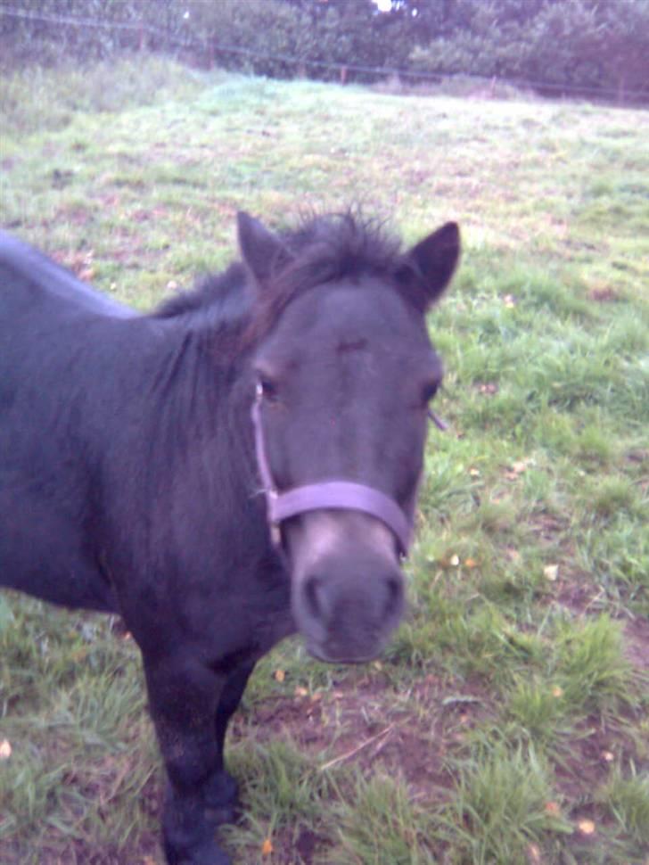 Shetlænder Lyngholm´s Saga R.I.P † - En regnfuld dag:) d. 02-09-08 billede 19