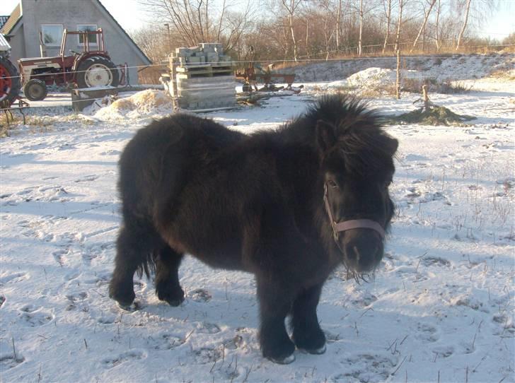 Shetlænder Lyngholm´s Saga R.I.P † - Saga i den første sne:) godt pjusket:) billede 20