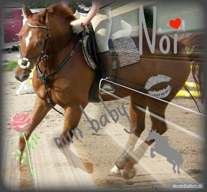 Hannoveraner noi  - til noi <33  billede 10