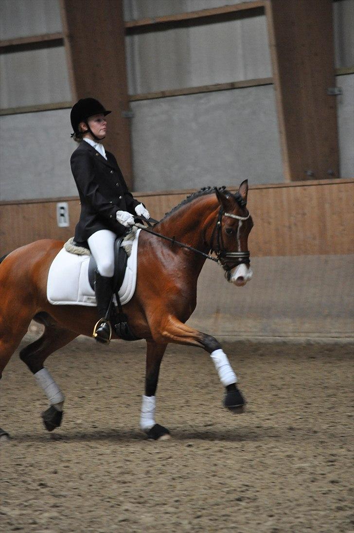 Tysk Sportspony Magic <3333 B-PONY - <3 <3 billede 4