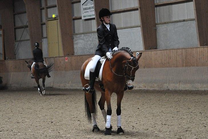 Tysk Sportspony Magic <3333 B-PONY - <3 <3 billede 5