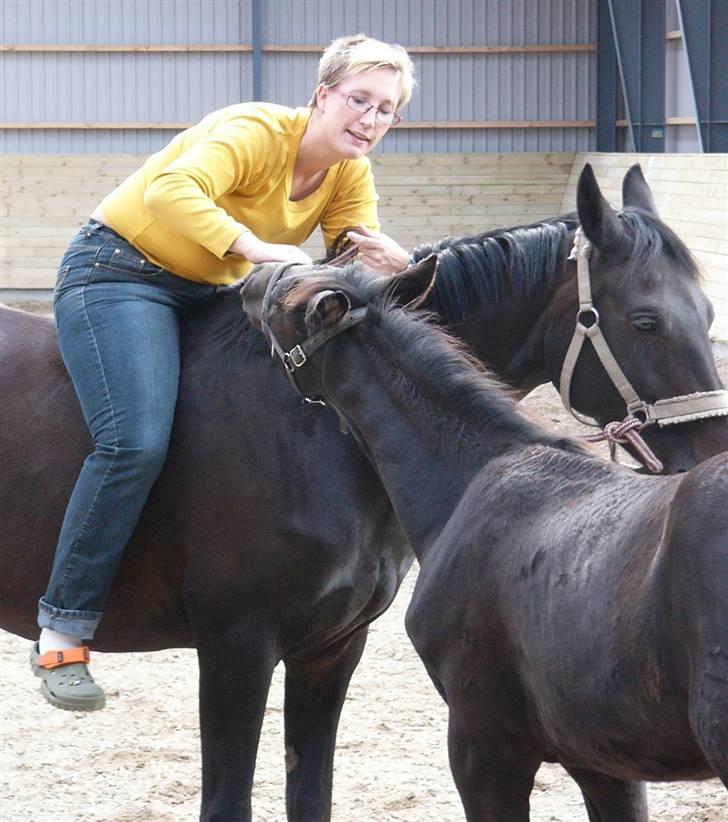Dansk Varmblod Zobel - Mine dejlige heste.. ;) billede 17