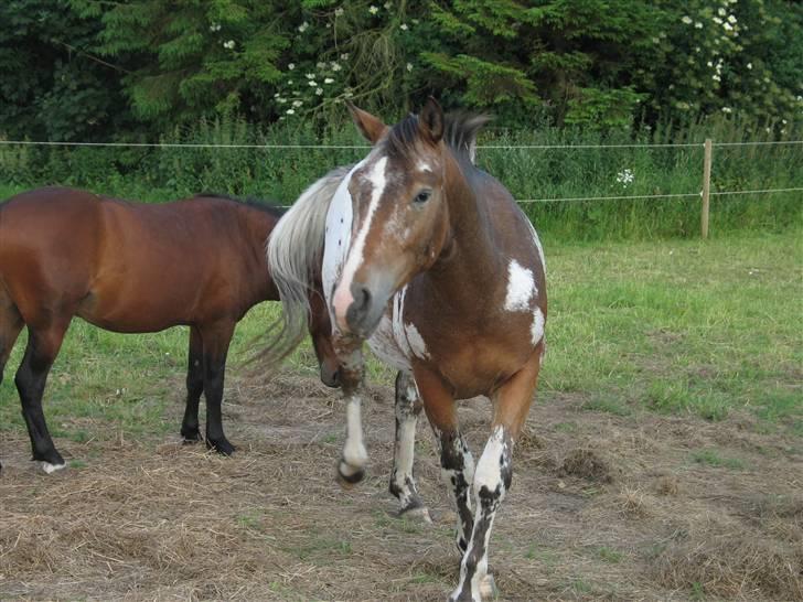 Knabstrupper Samson billede 1