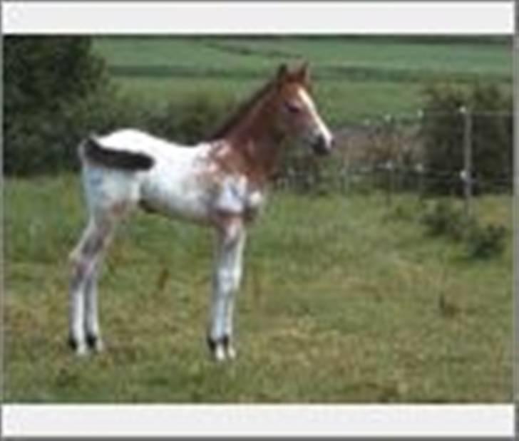 Knabstrupper Samson billede 3