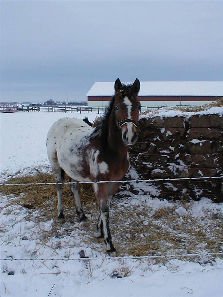 Knabstrupper Samson billede 4