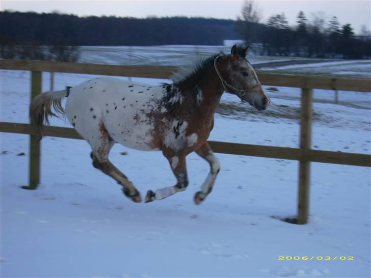 Knabstrupper Samson billede 5