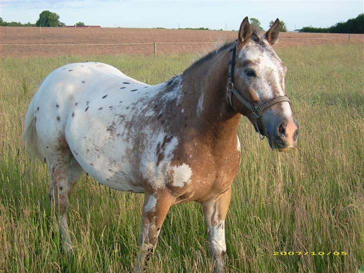 Knabstrupper Samson billede 2