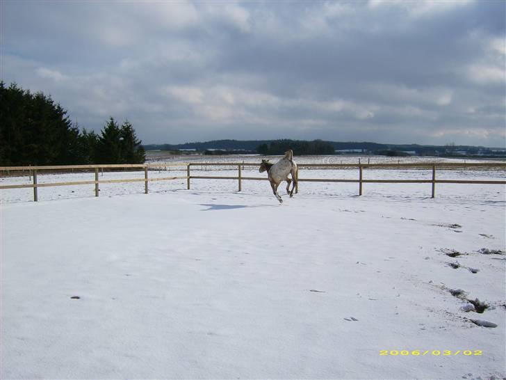 Knabstrupper Samson billede 6