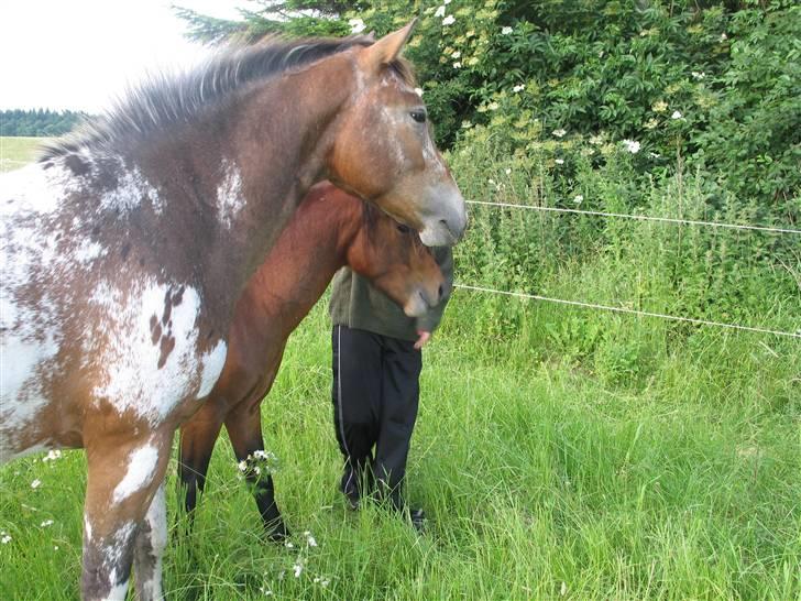 Knabstrupper Samson billede 7