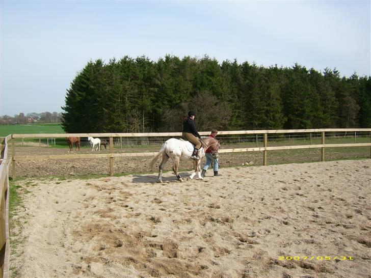 Knabstrupper Samson - første gang med rytter billede 8