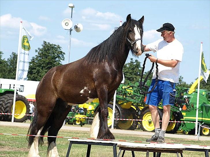 Irish Cob Mr.Spike SOLGT billede 1