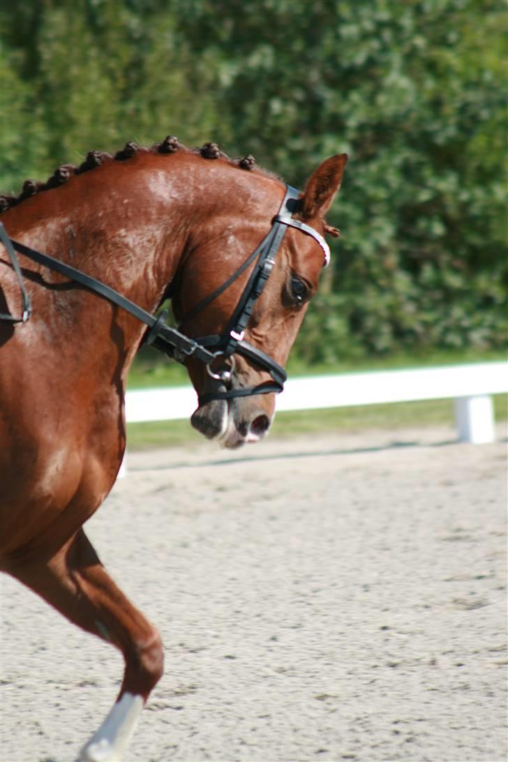 DSP Moonjam´s Mr. Bento billede 9