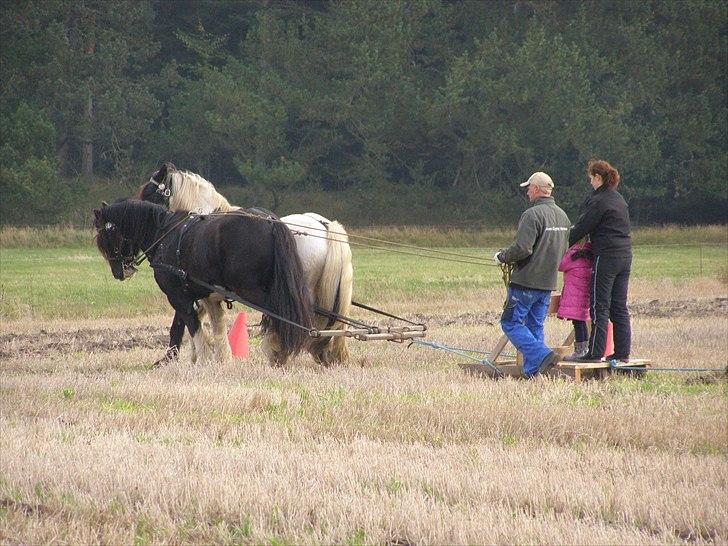 Irish Cob Mr.Spike SOLGT billede 3