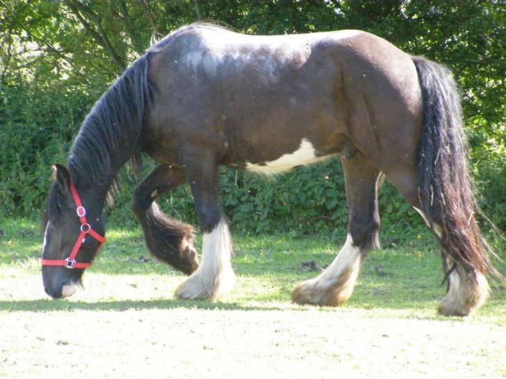 Irish Cob Mr.Spike SOLGT billede 5