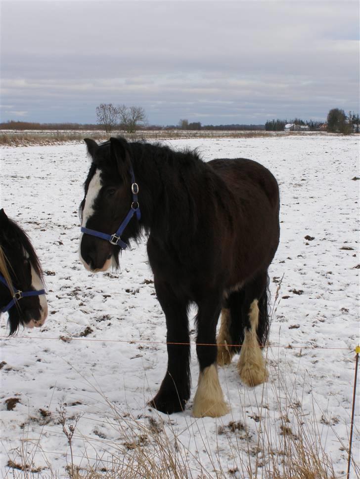 Irish Cob Mr.Spike SOLGT billede 6