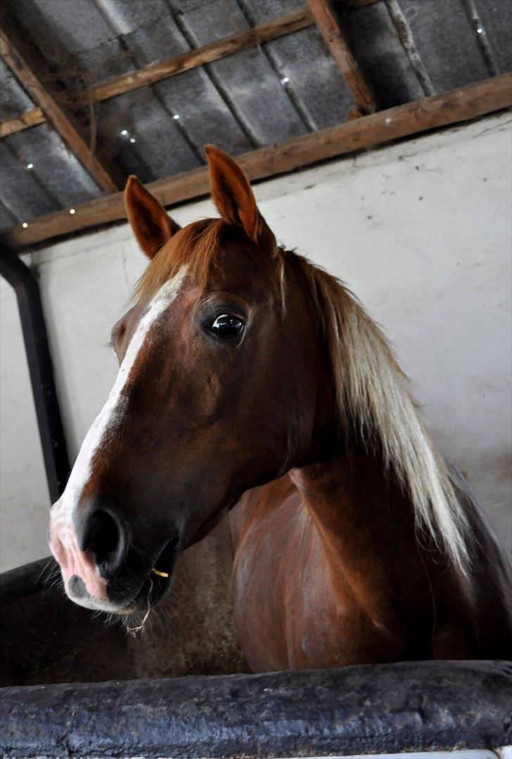 Anden særlig race Sonny  † RIP <3 - 16) Du helt klart, verdens smukkeste pony<3 Foto: Mig billede 16