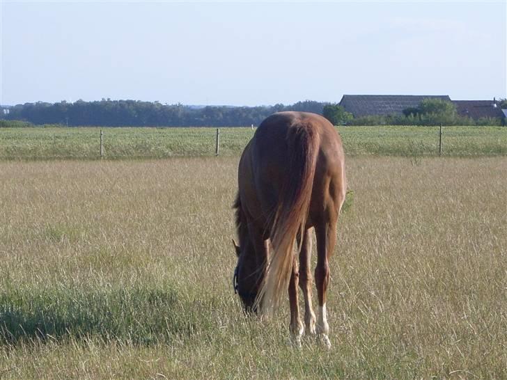 Anden særlig race Sonny  † RIP <3 - 17) Når enden er god, er alting godt!  Foto: Mig billede 17