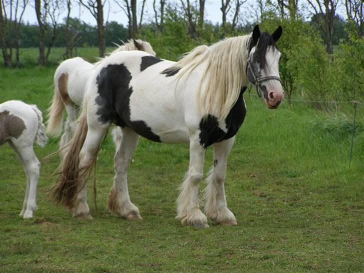 Tinker Kiss  billede 1