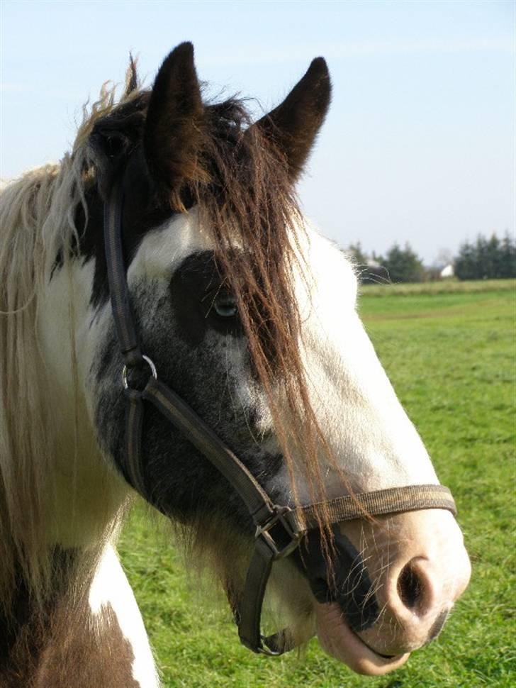 Tinker Kiss  billede 2