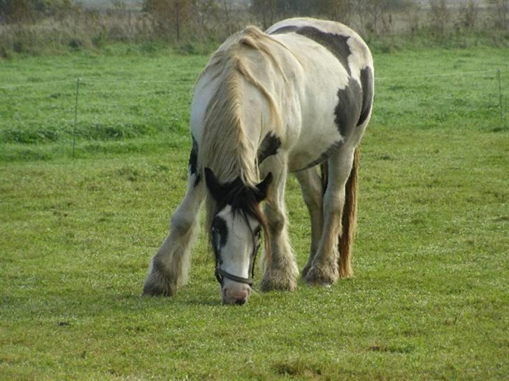 Tinker Kiss  billede 3