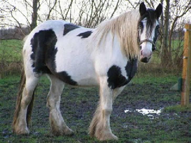 Tinker Kiss  billede 4