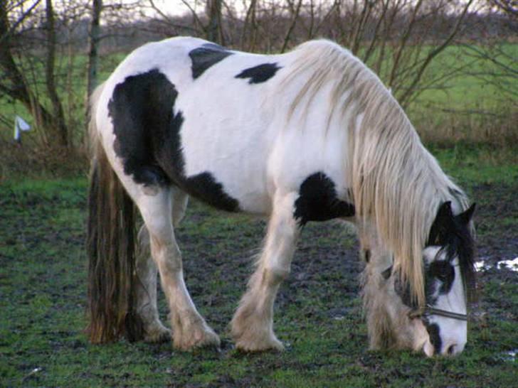 Tinker Kiss  billede 5