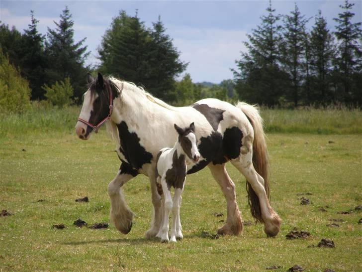 Tinker Kiss  billede 6