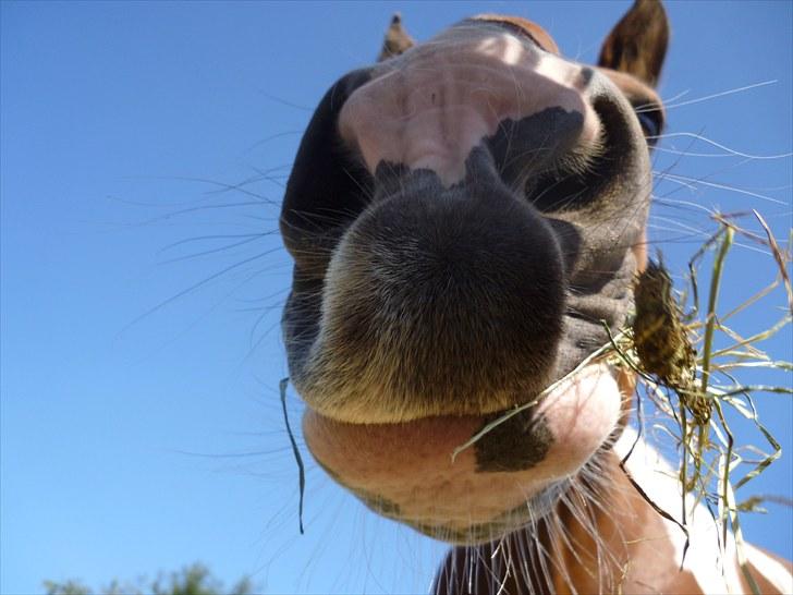 Pinto †Wivarto<3R.I.P 14/9-10;/† - hej alle sammen:) velkommen til Wappes profil billede 1