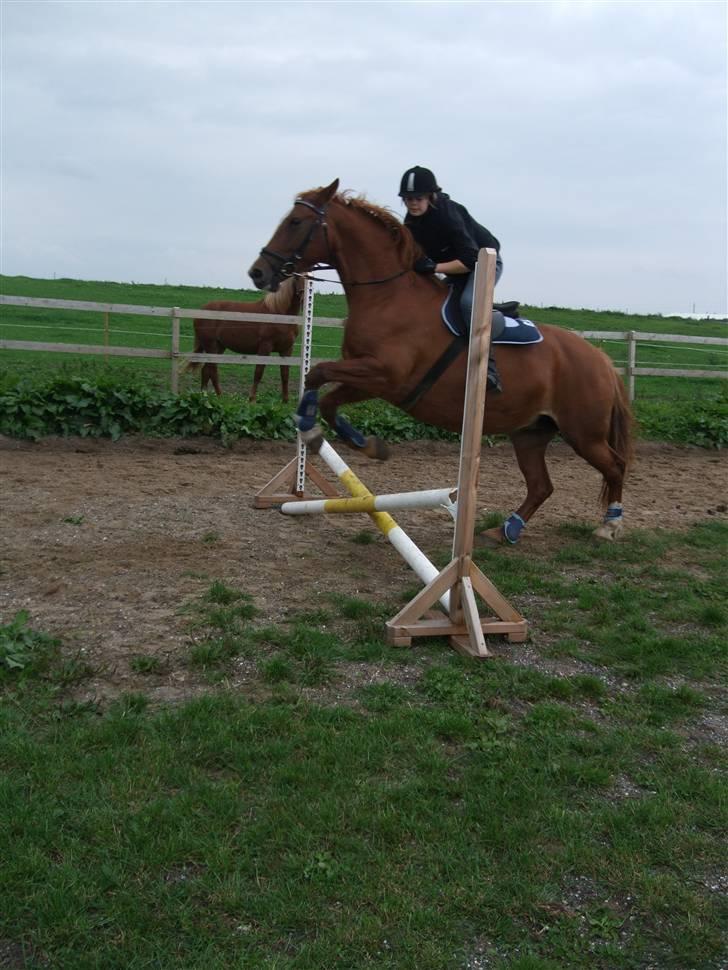 Frederiksborg Engkildegårds Fjela SOLGT billede 14