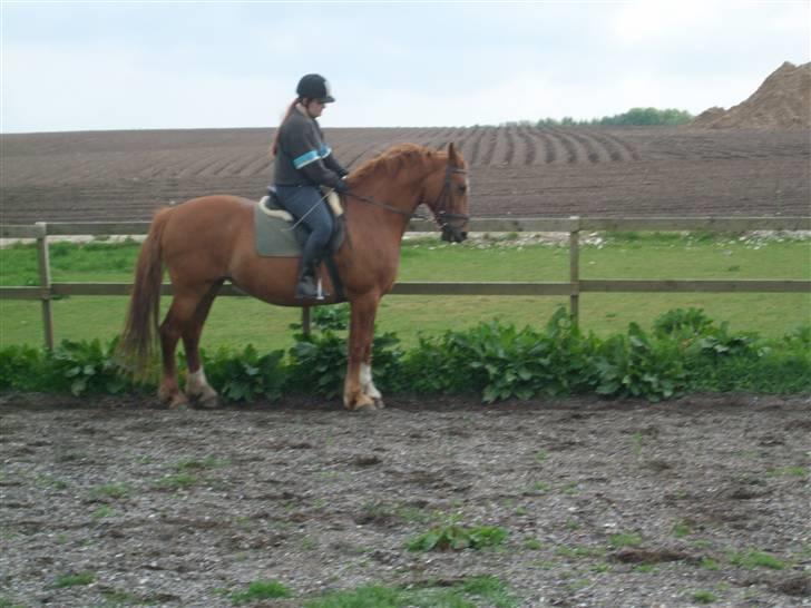 Frederiksborg Engkildegårds Fjela SOLGT billede 15