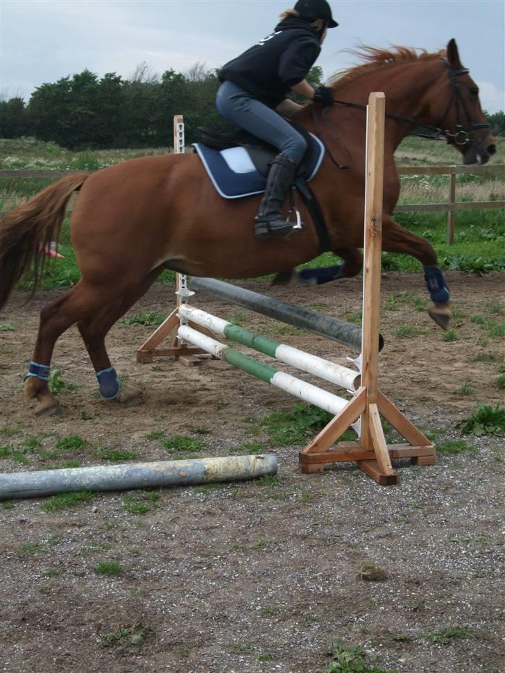 Frederiksborg Engkildegårds Fjela SOLGT billede 16