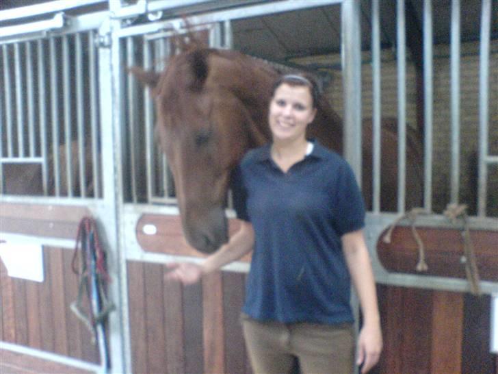 Dansk Varmblod Geronimo - Taget 2 dage før han skulle slagtes... billede 20