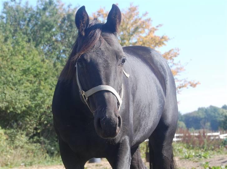 Traver Kejser N M billede 1